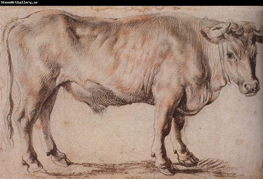 Peter Paul Rubens Bull